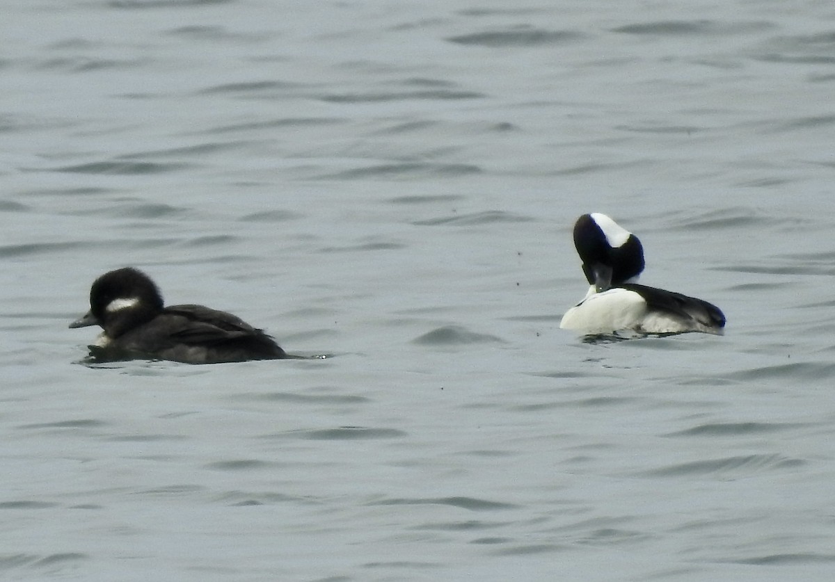 Bufflehead - Richard Lepage