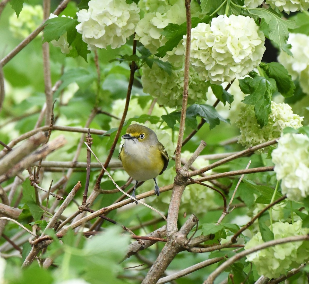 White-eyed Vireo - sophie Parker