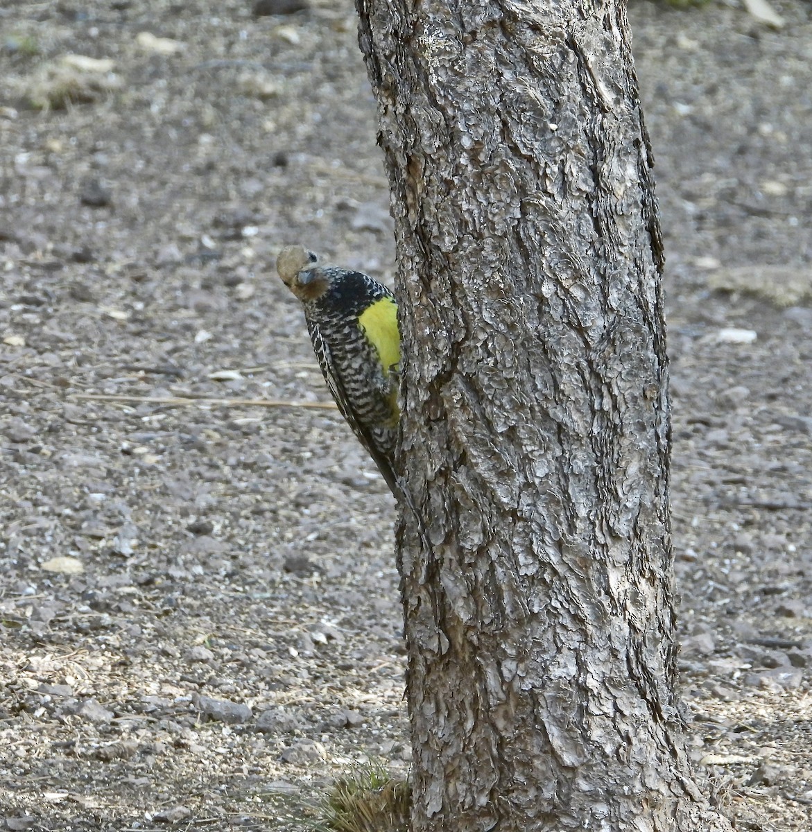 Williamson's Sapsucker - ML333984081