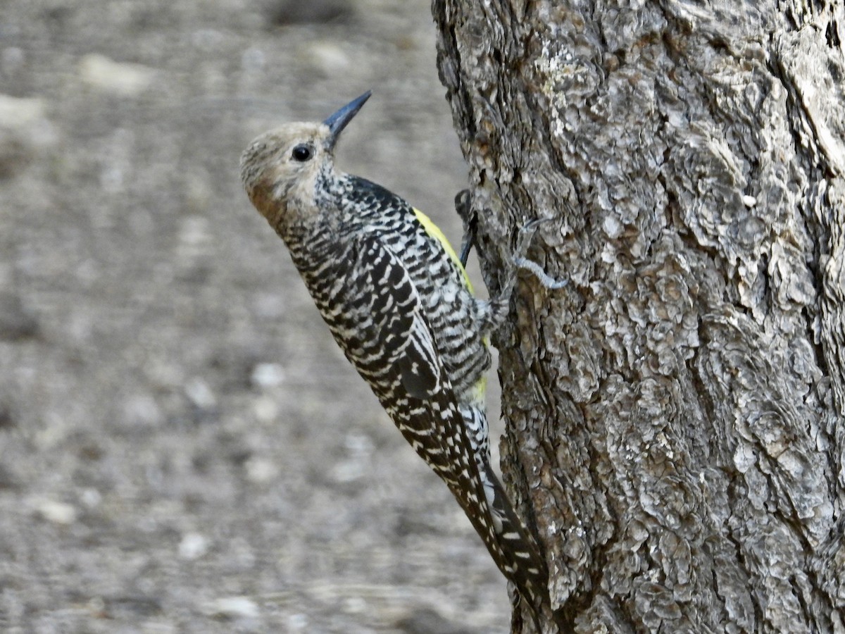 Williamson's Sapsucker - ML333984371