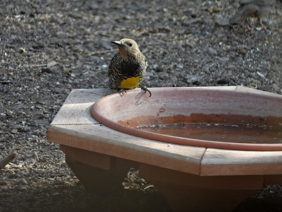 Williamson's Sapsucker - ML333984491