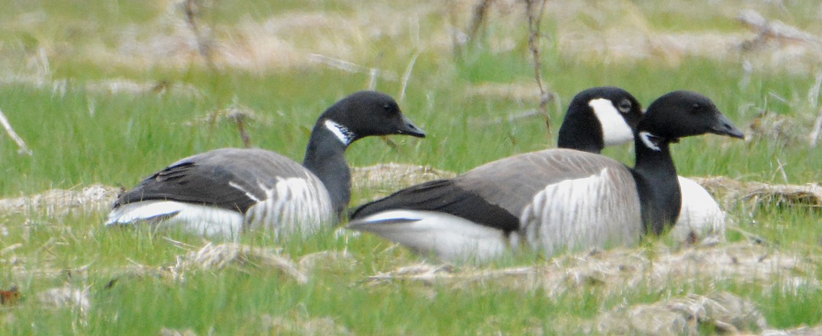 Brant (Atlantic) - Michael J Good