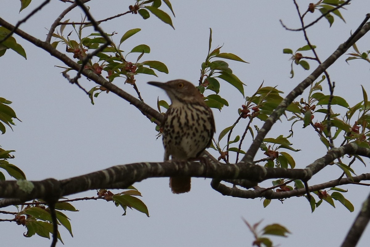 Brown Thrasher - ML333990341