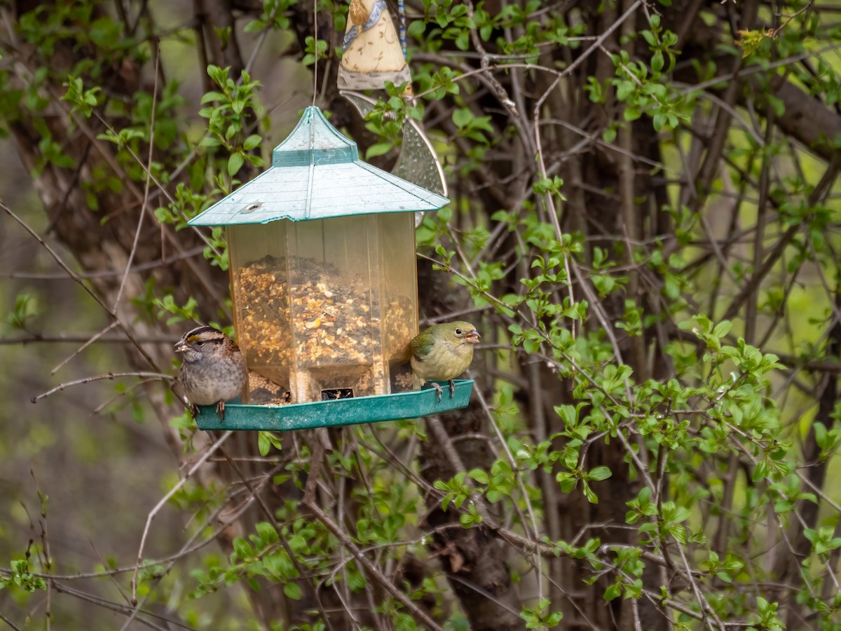 Painted Bunting - David Howe & Rosanne Dawson