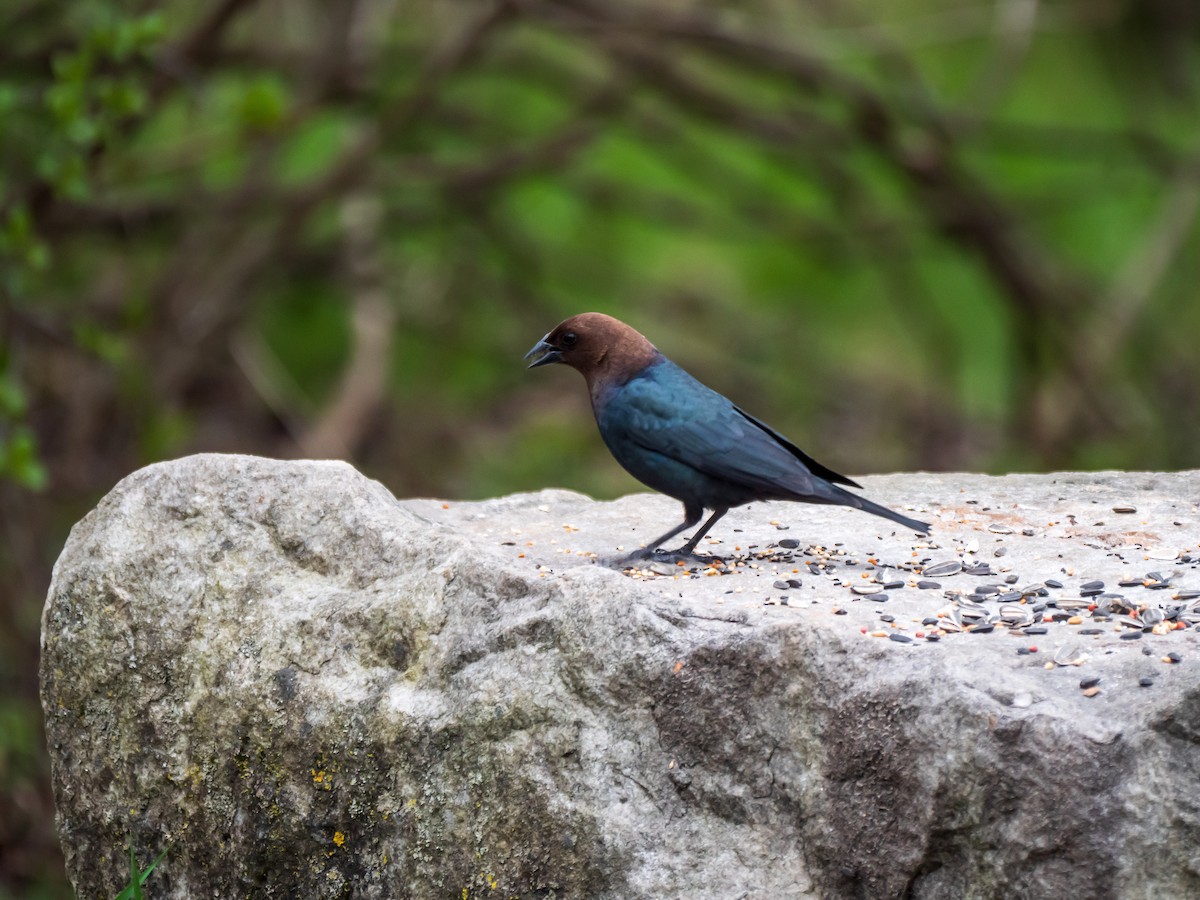 Brown-headed Cowbird - ML333993331