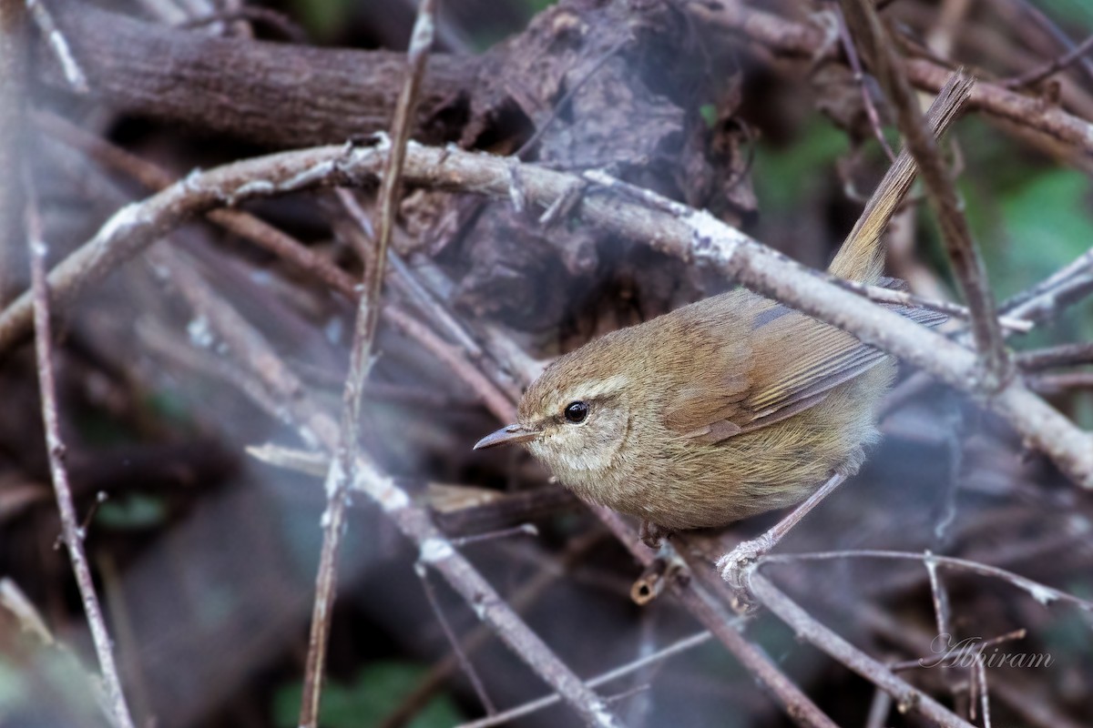 Brownish-flanked Bush Warbler - ML333994891