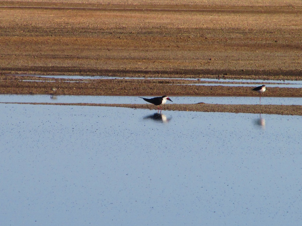 Black Skimmer - ML333996001