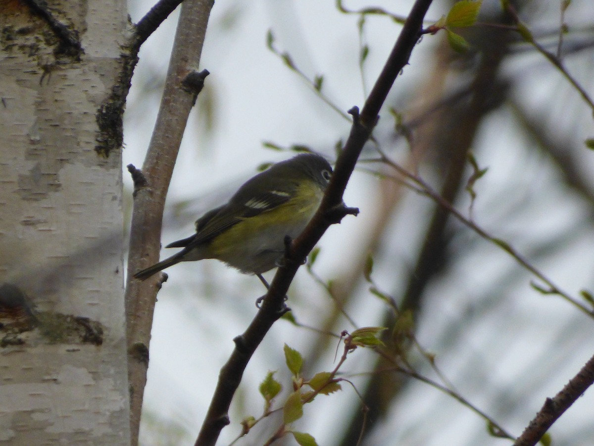 Blue-headed Vireo - ML333996081