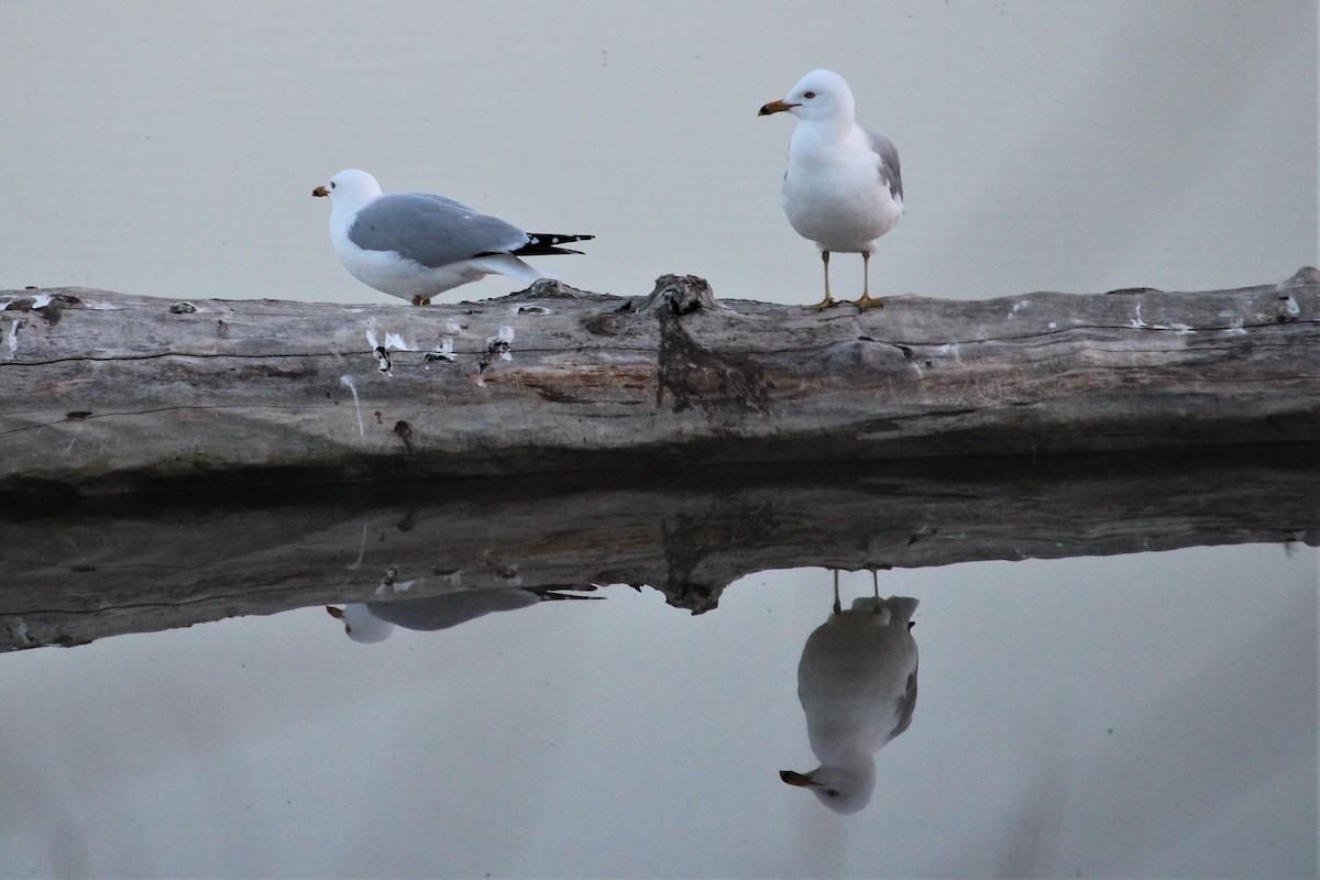 Ring-billed Gull - ML333998351