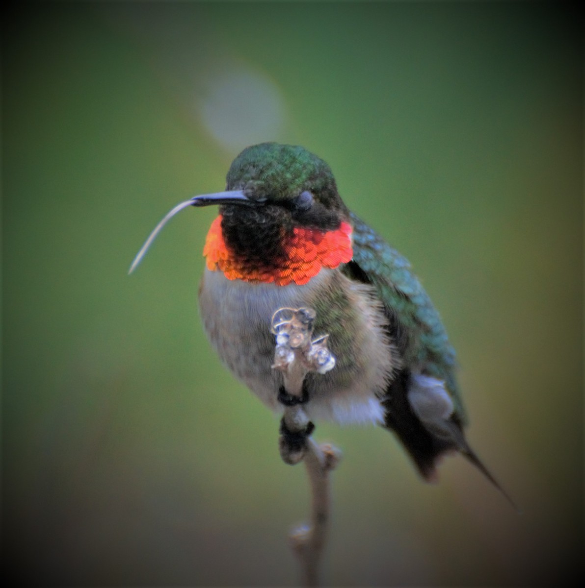 Ruby-throated Hummingbird - Dorothy Jayne