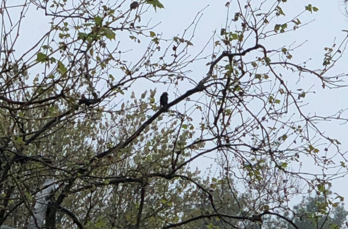 Bobolink - LF Melliny