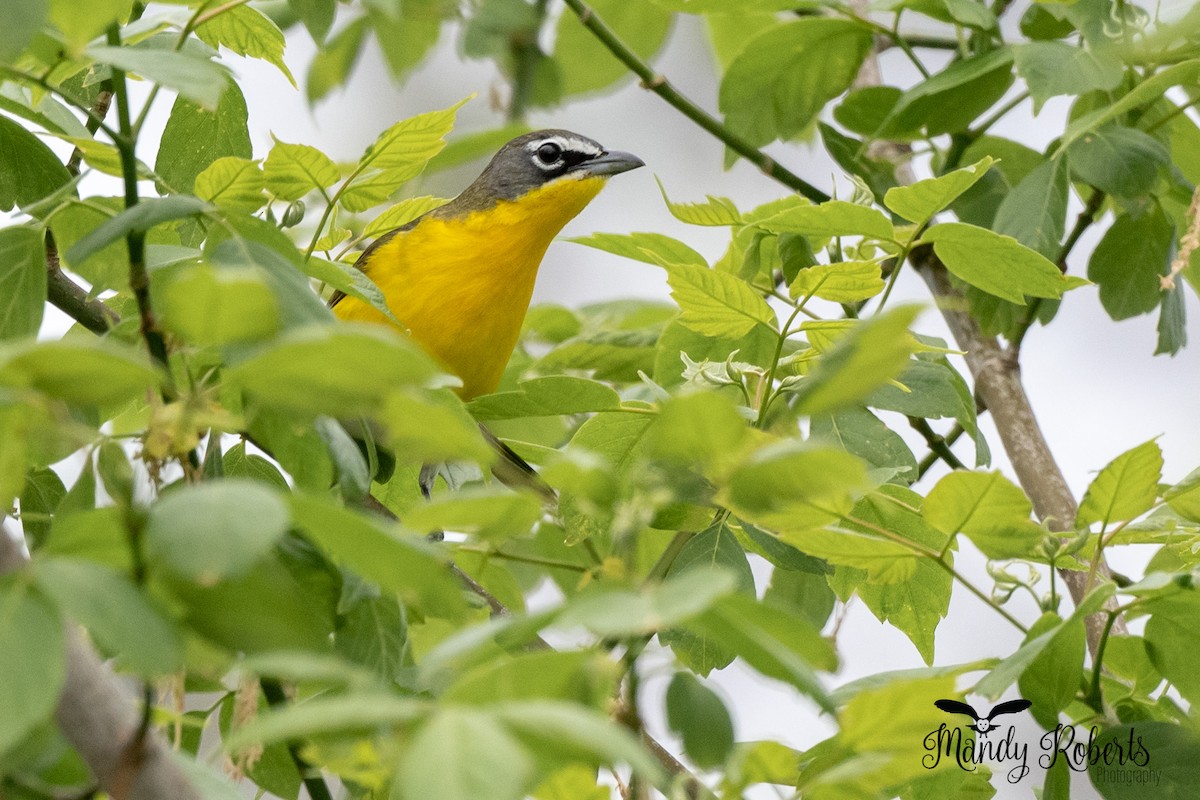 Yellow-breasted Chat - ML334003071