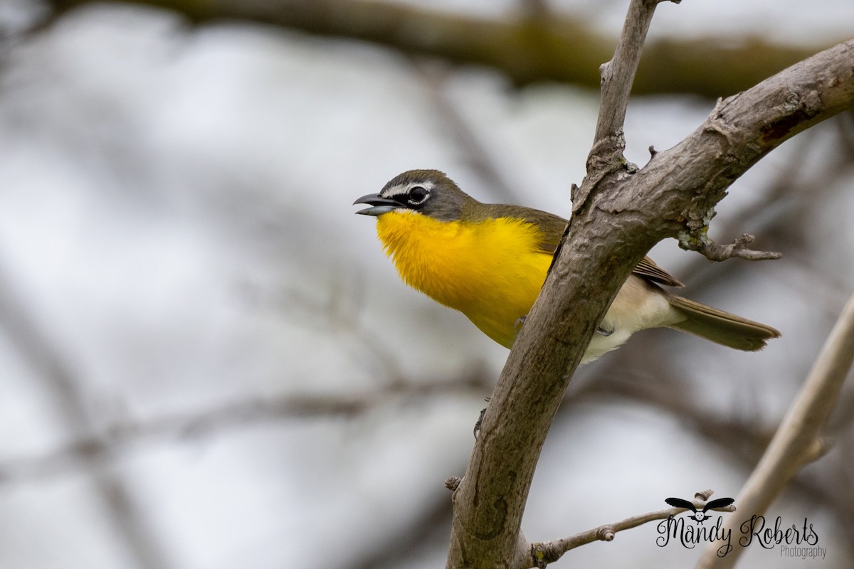 Yellow-breasted Chat - ML334003081