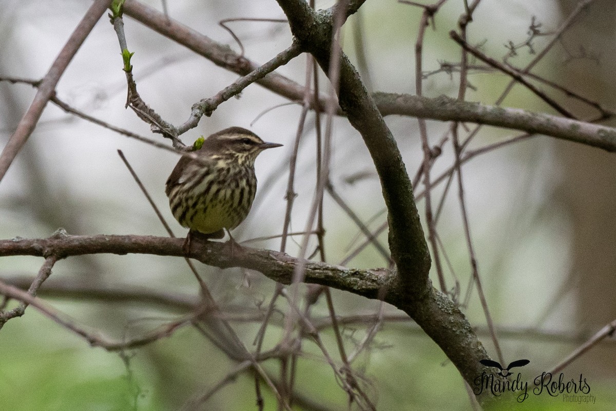 Northern Waterthrush - ML334003201