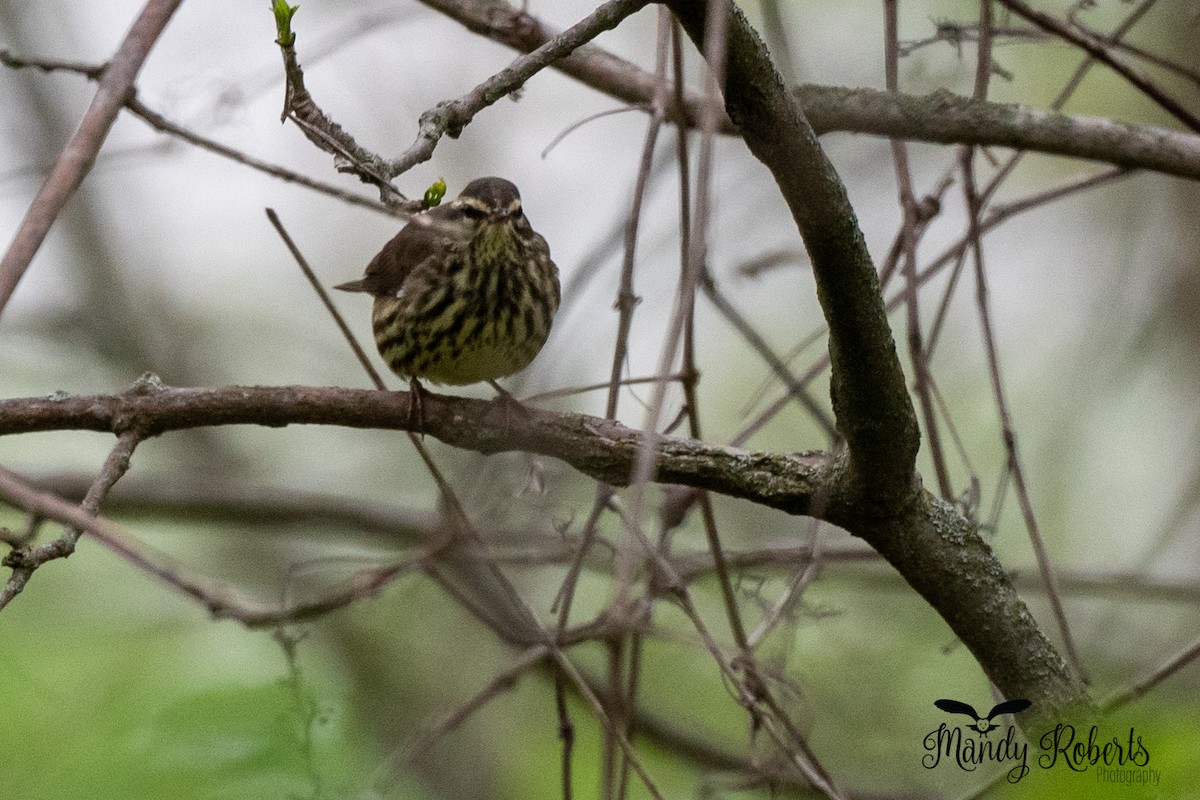 Northern Waterthrush - ML334003211