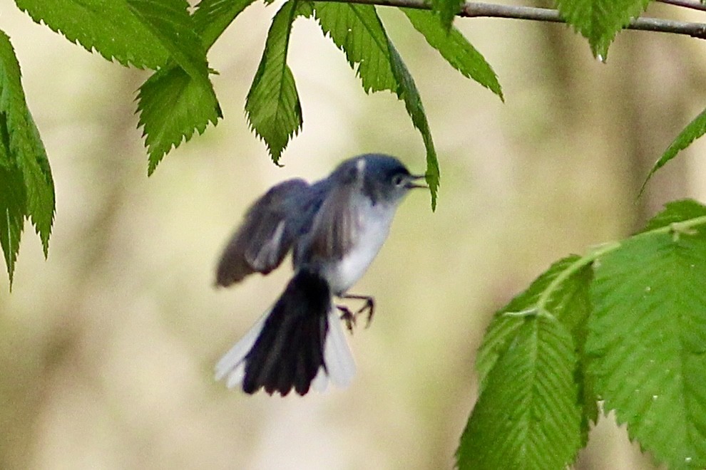 Blue-gray Gnatcatcher - ML334006431