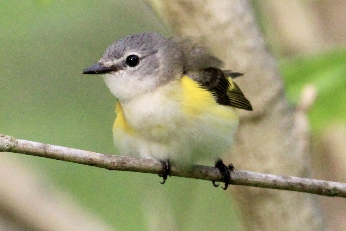 American Redstart - ML334006621