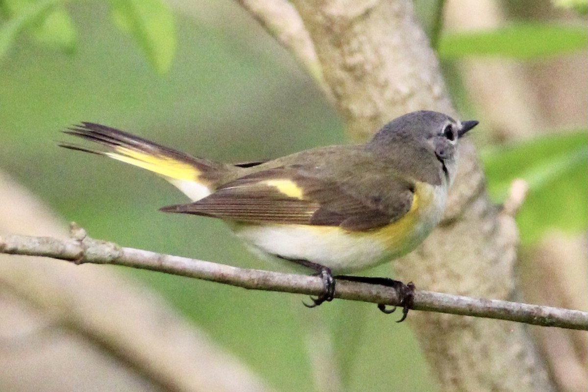 American Redstart - ML334006631