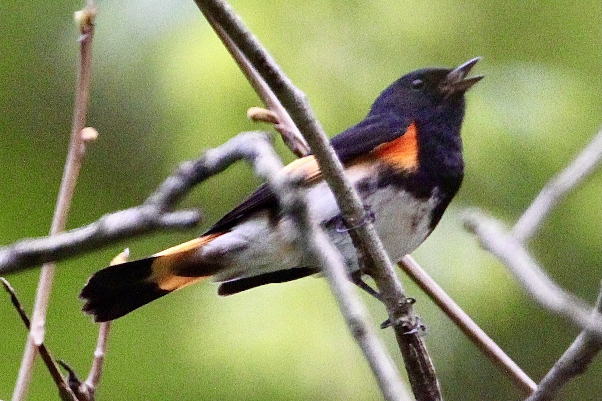 American Redstart - ML334006641