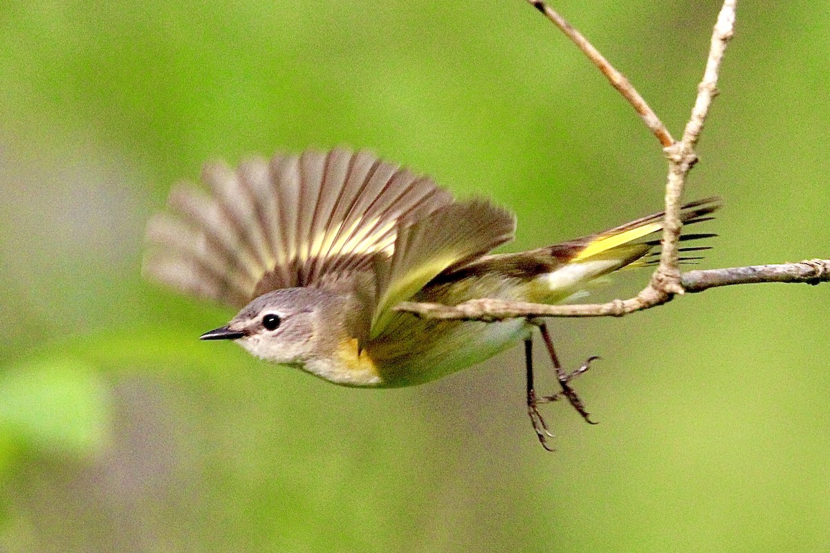 American Redstart - ML334006671