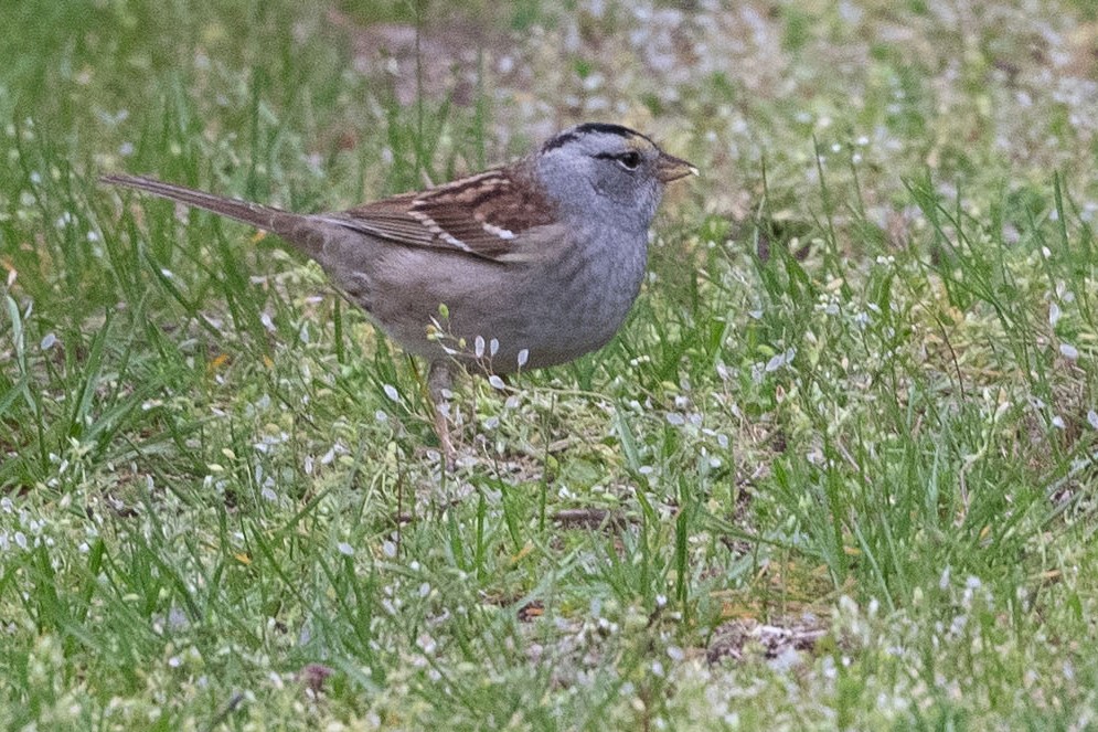 White-crowned x White-throated Sparrow (hybrid) - ML334006911