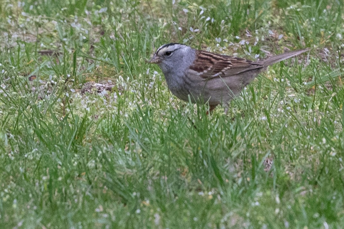 White-crowned x White-throated Sparrow (hybrid) - ML334006921