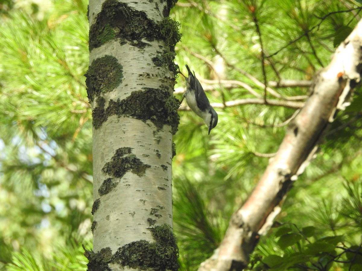 Eurasian Nuthatch - ML33400721