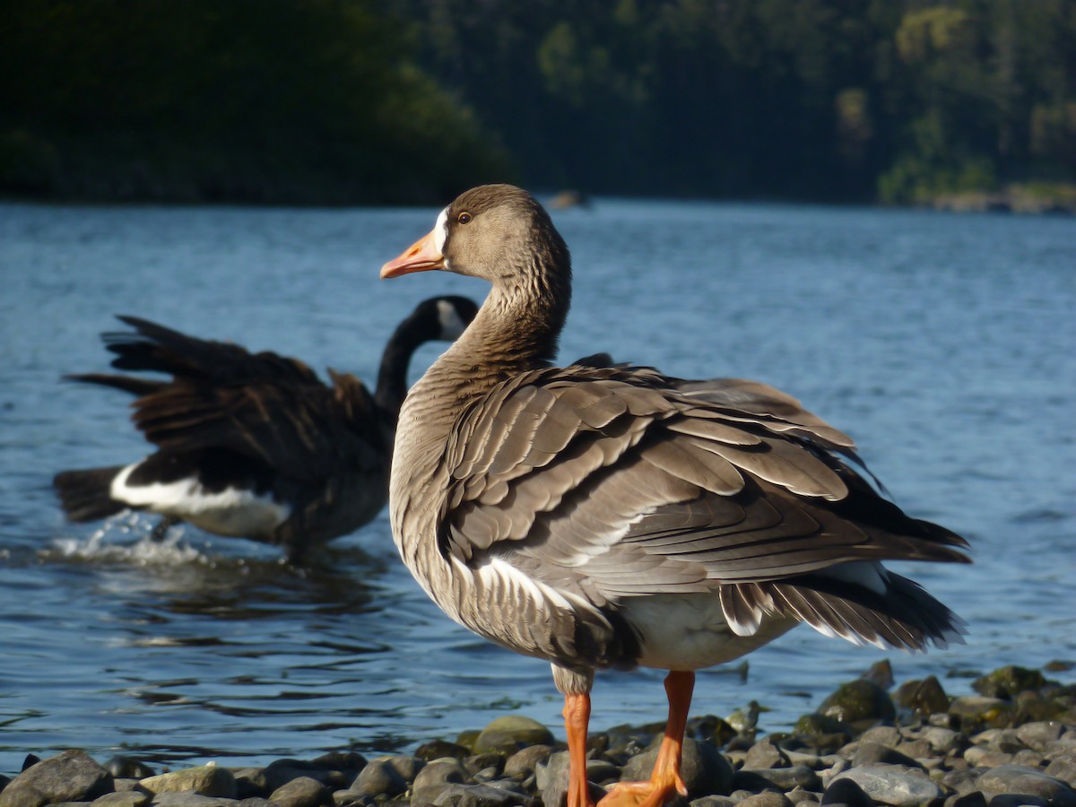 Greater White-fronted Goose - ML334007261