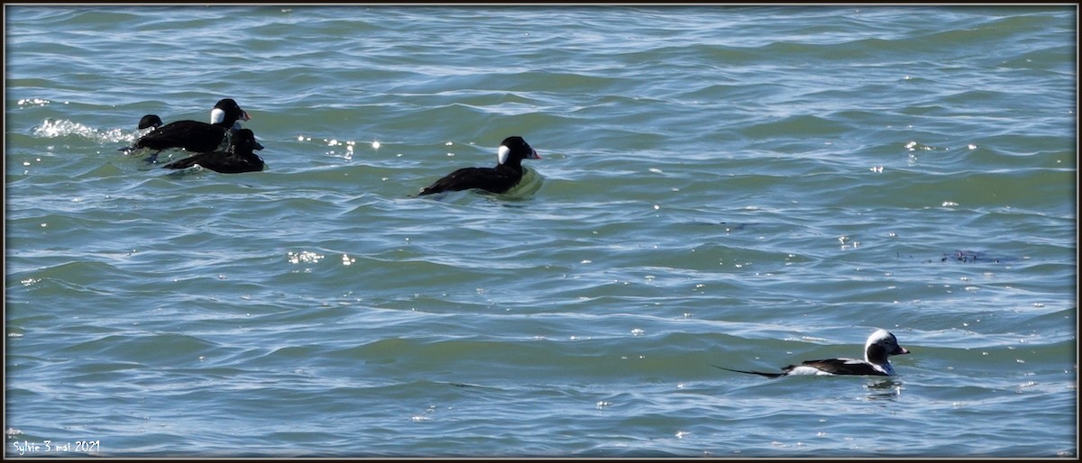 Surf Scoter - ML334007571