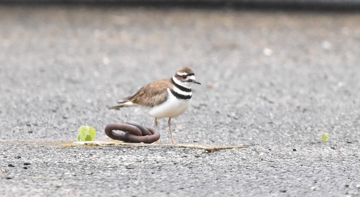 Killdeer - ML334010081