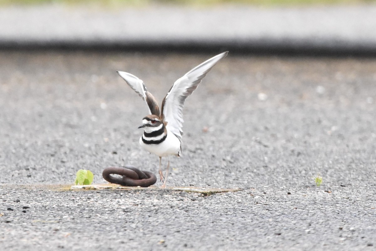 Killdeer - ML334010101