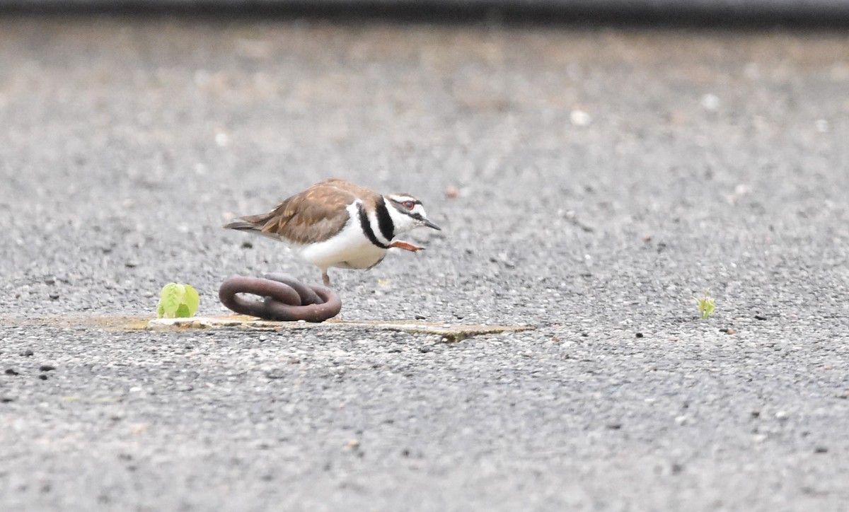 Killdeer - ML334010111