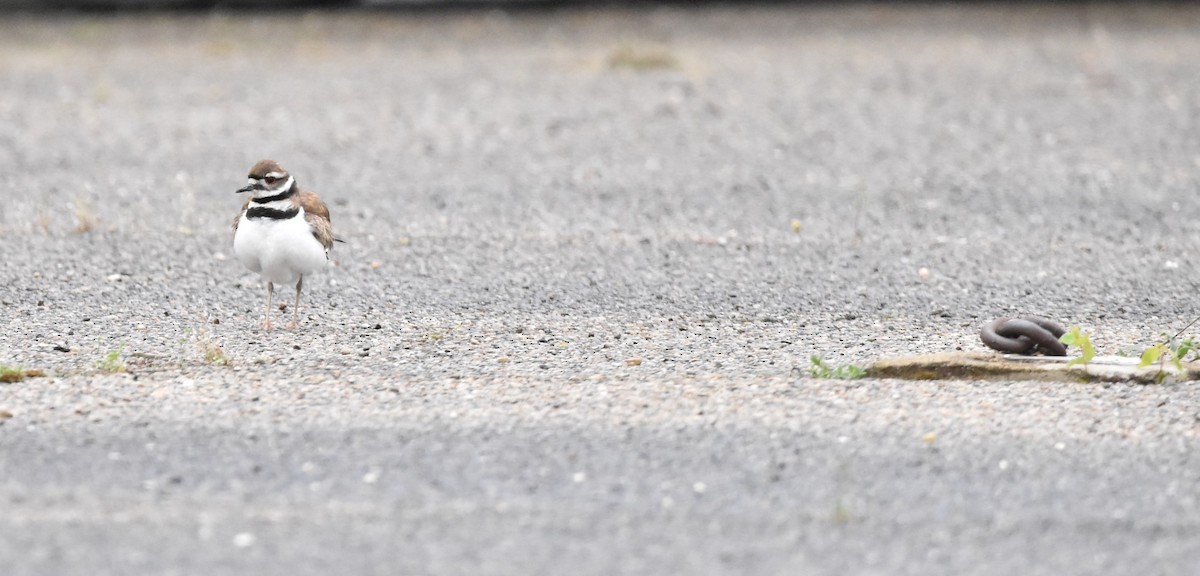 Killdeer - ML334010141