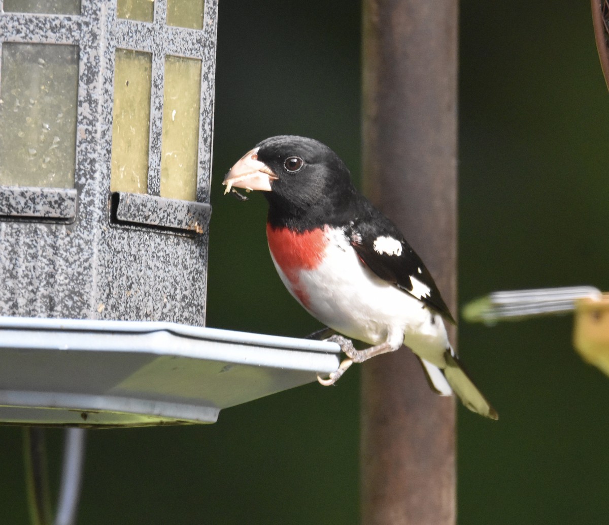 Rose-breasted Grosbeak - ML334010431