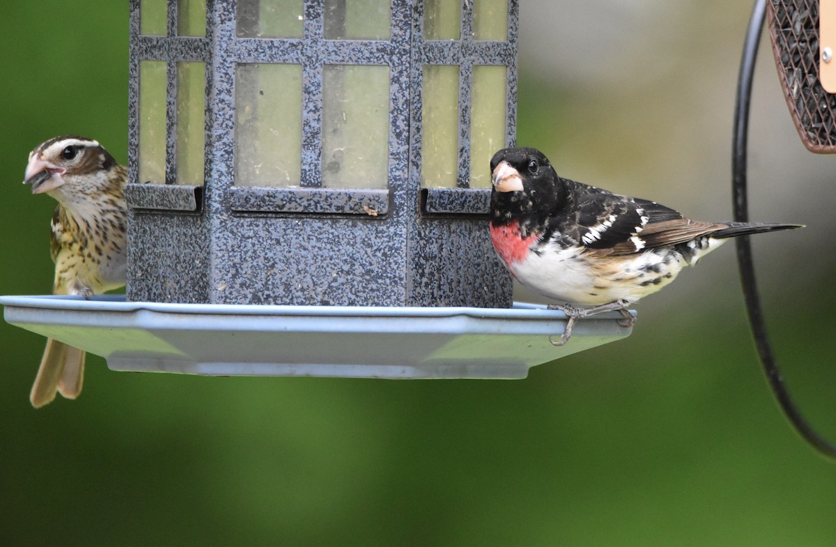 Rose-breasted Grosbeak - ML334010521