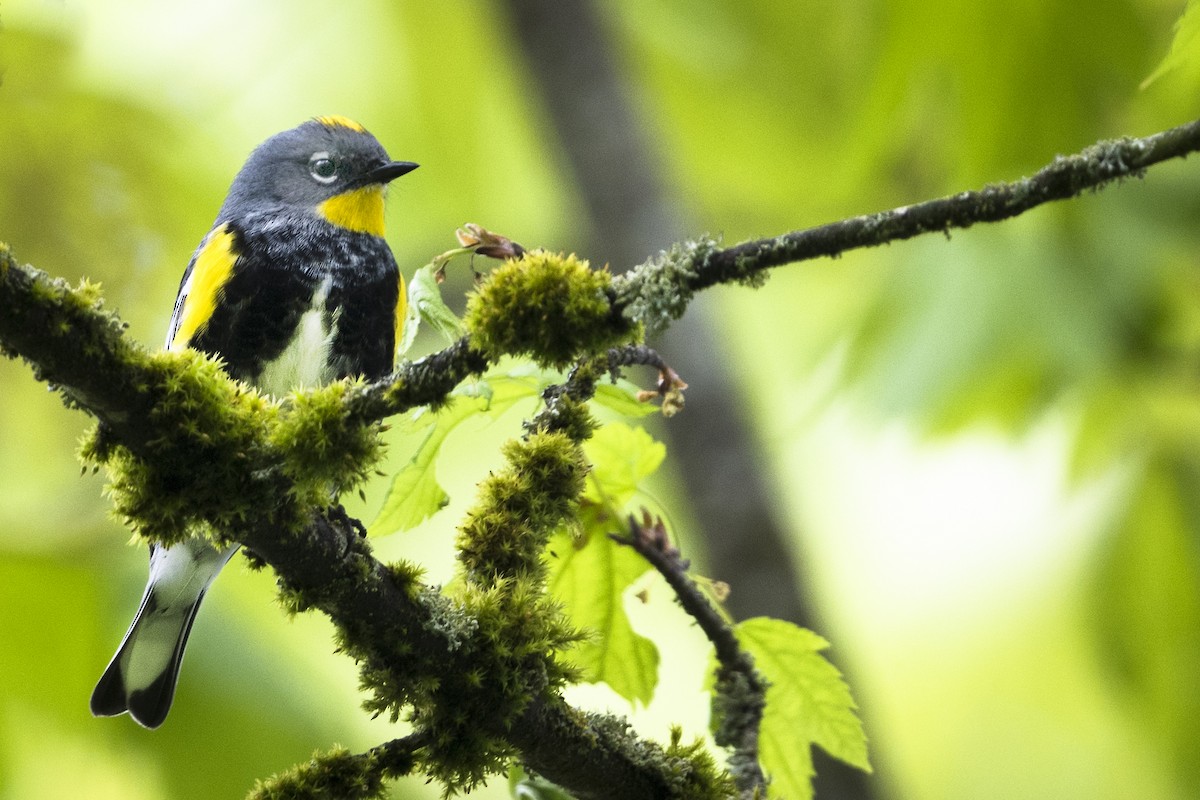 Yellow-rumped Warbler (Audubon's) - ML334011111