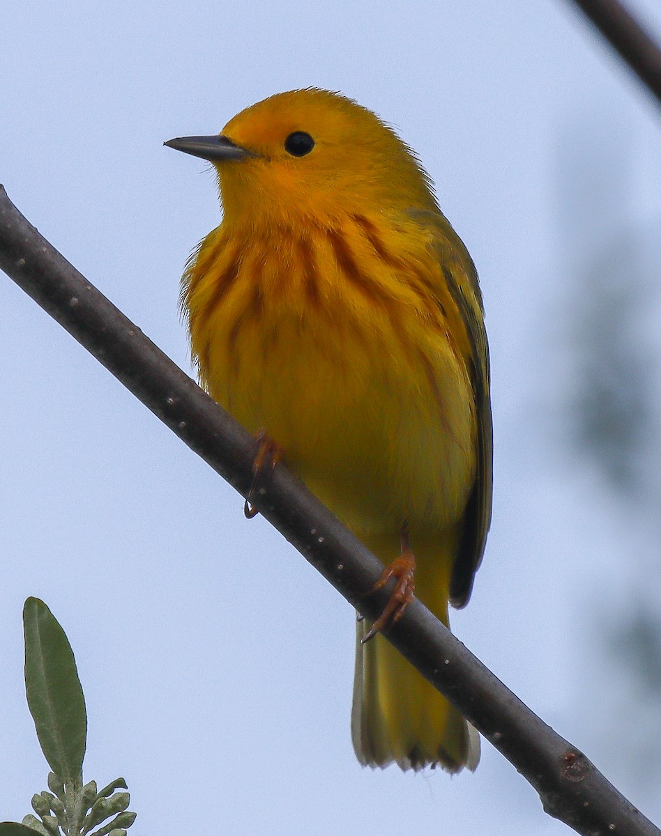 Yellow Warbler - robert bowker