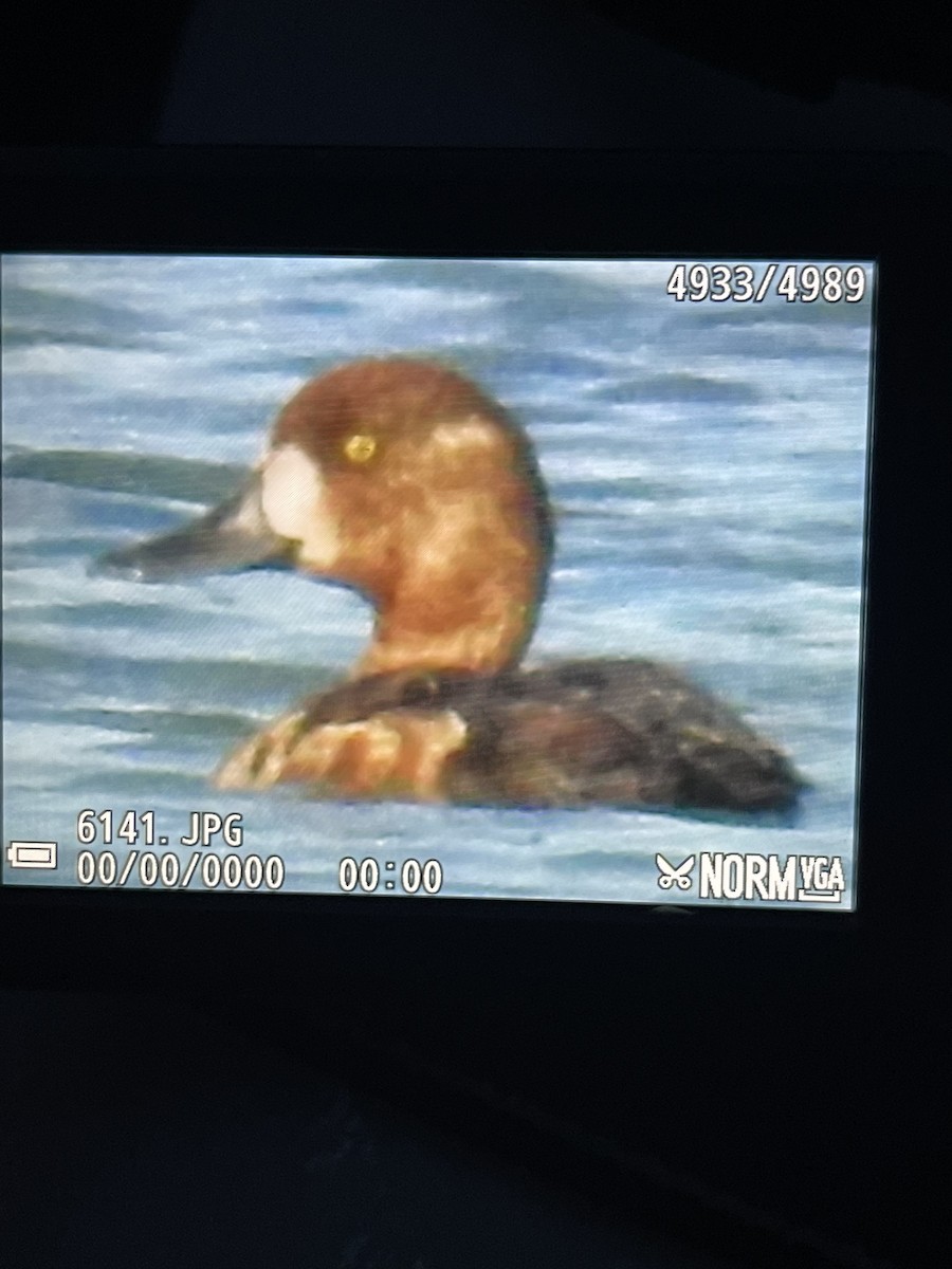 Greater Scaup - ML334011441