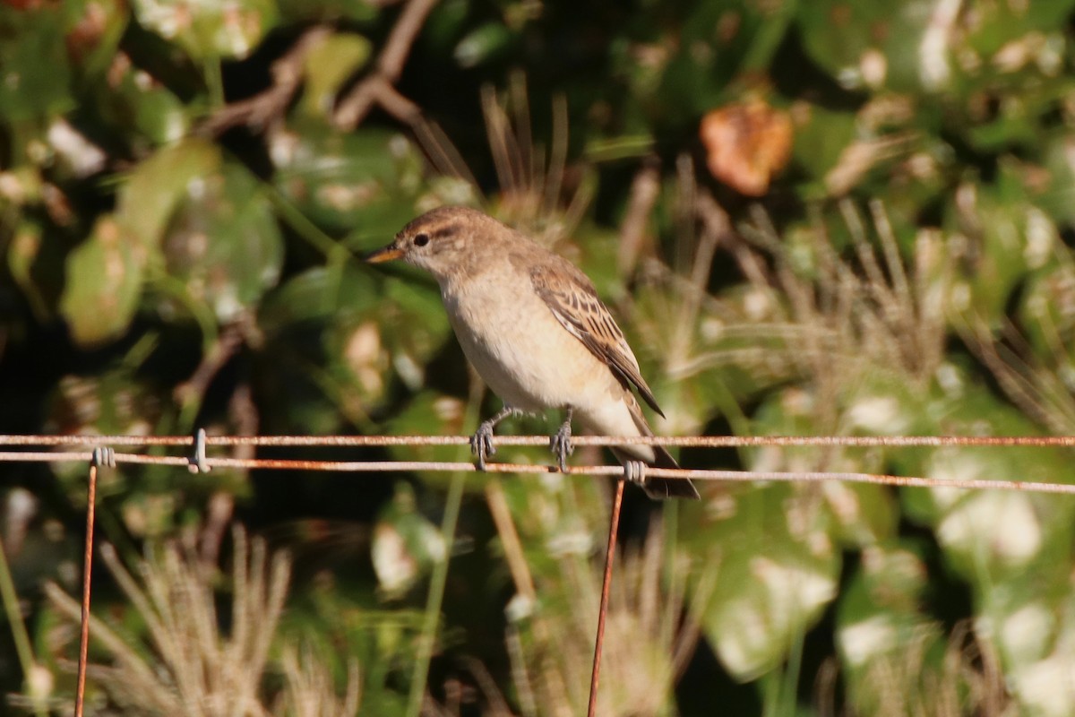 White-winged Triller - James Lambert