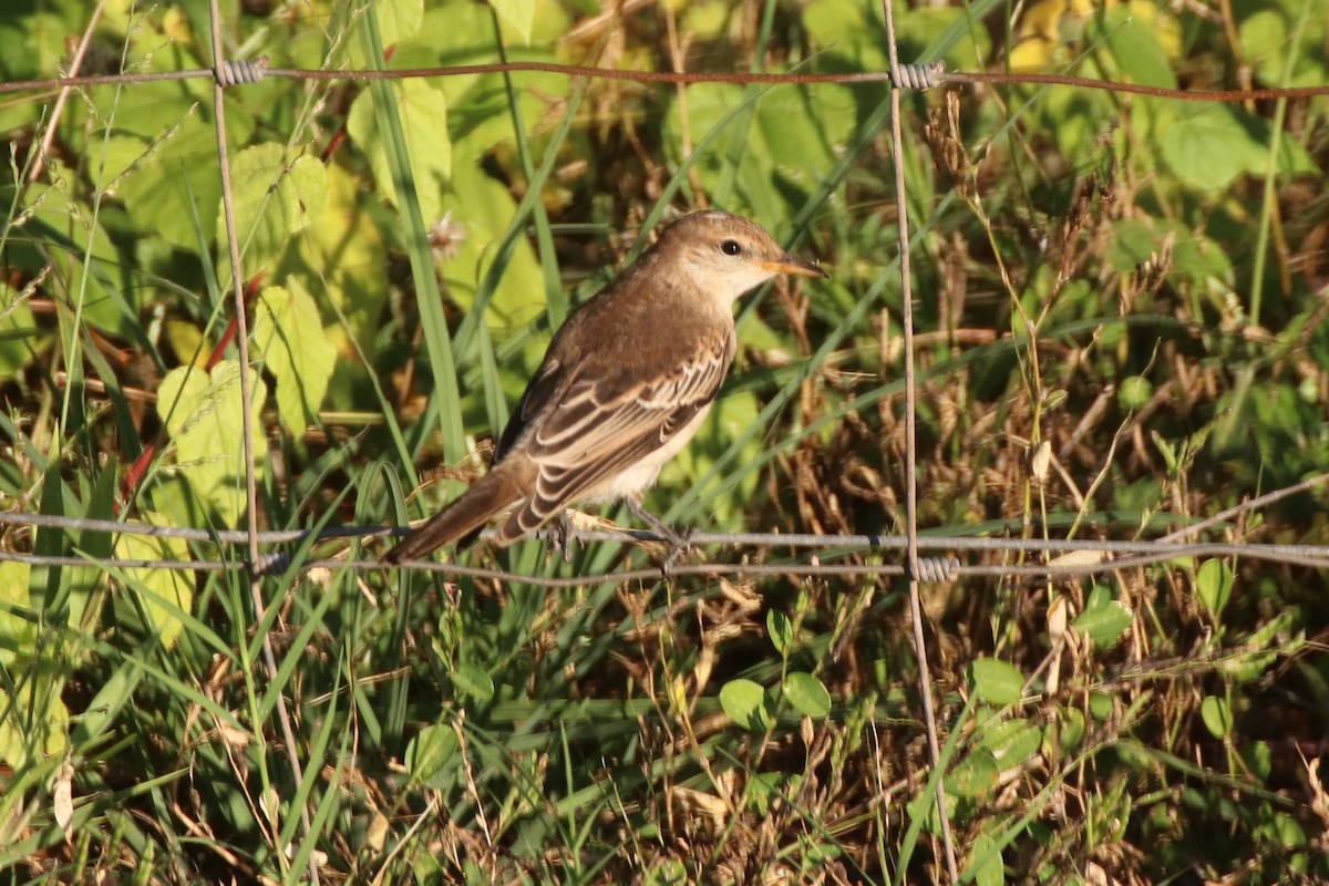 White-winged Triller - ML334011791