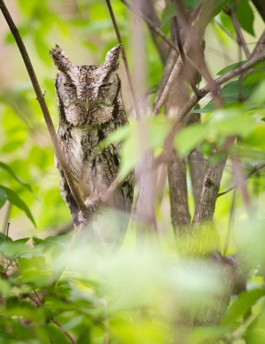 Eastern Screech-Owl - ML334012261