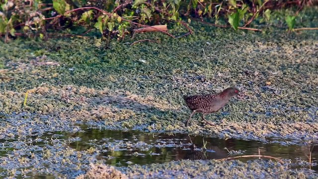 Râle noir - ML334012341