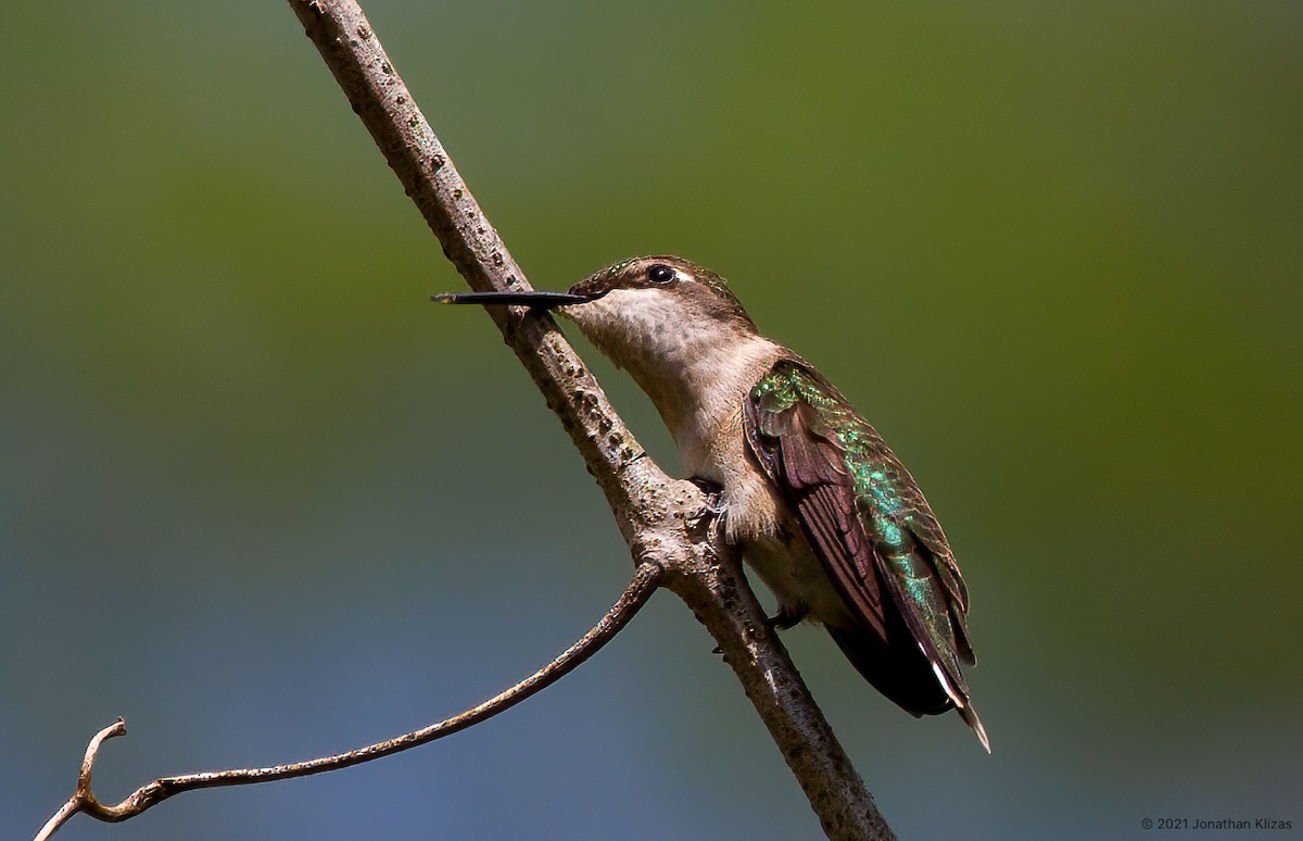 Colibri à gorge rubis - ML334012661