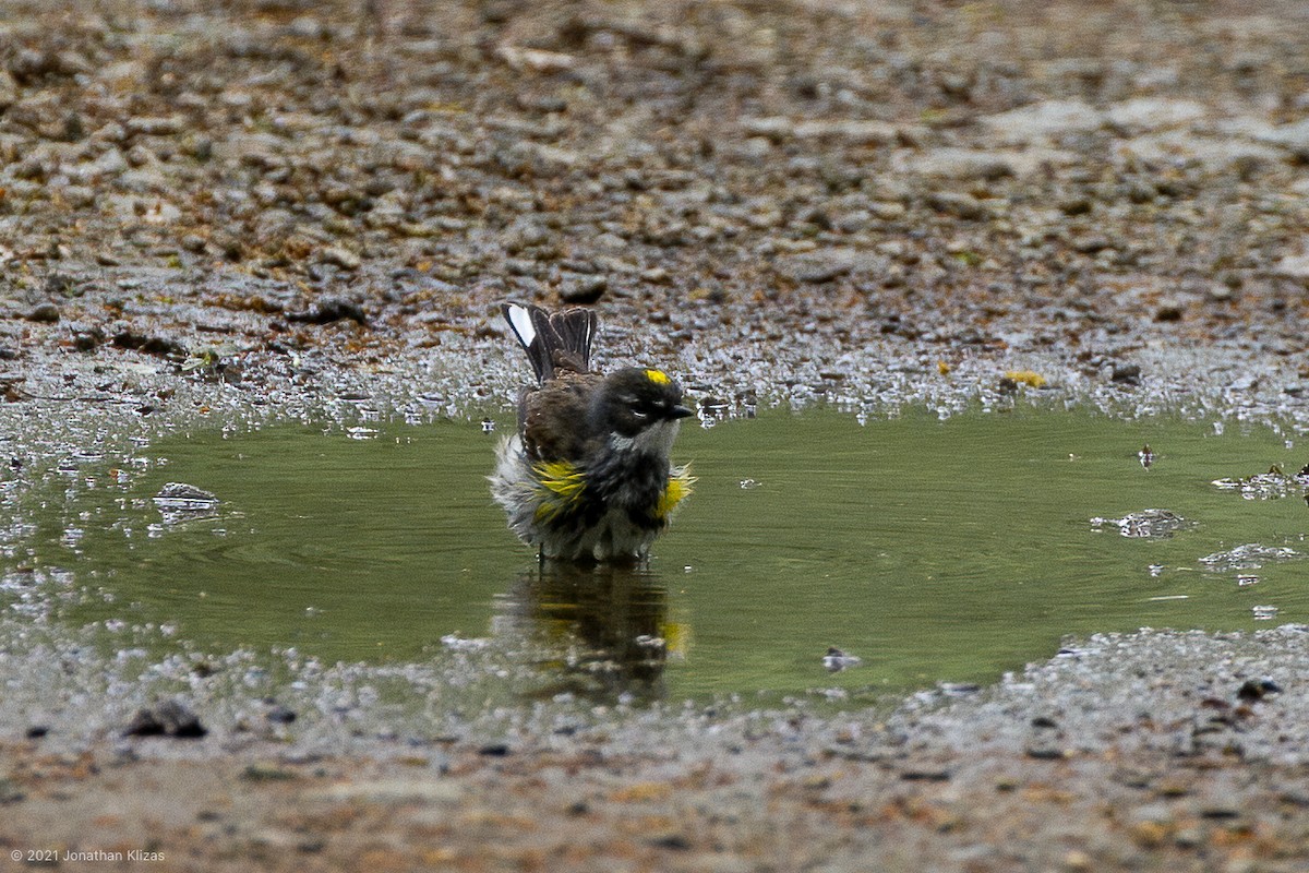 Yellow-rumped Warbler (Myrtle) - ML334012781