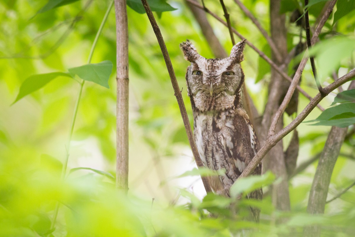 Eastern Screech-Owl - ML334012841