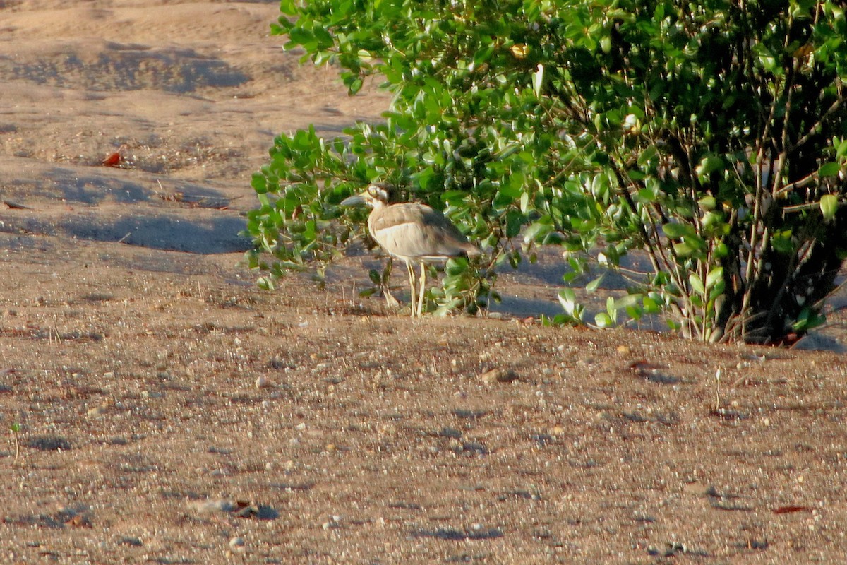 Beach Thick-knee - James Lambert