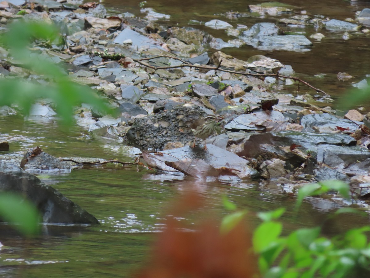 Louisiana Waterthrush - ML334014361