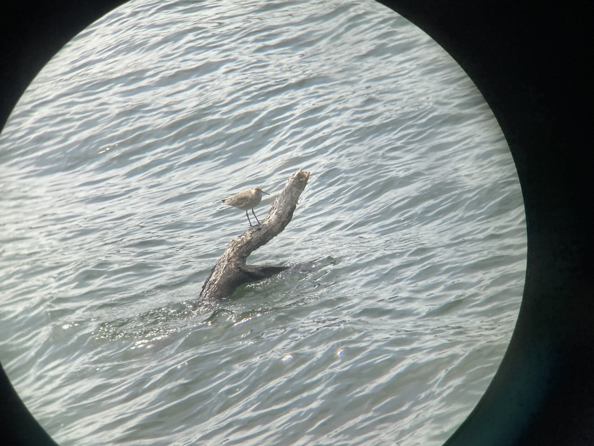 Willet - ML334016301