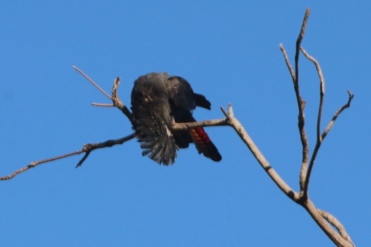 kakadu havraní - ML334017181