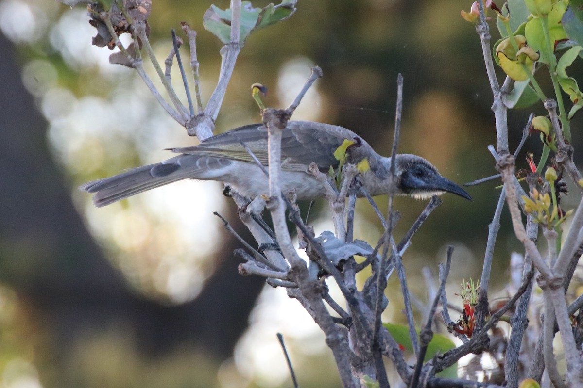 Little Friarbird - ML334017501